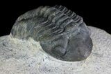 Reedops Trilobite - Foum Zguid, Morocco #84528-2